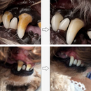 Caneta de cuidado dental para Pets-LatidoPet